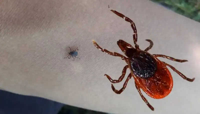 Kene Neden Olduğu Felaket Sonrası Sağlık Kuruluşları Alarmda