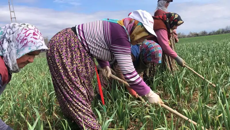 Beyaz Altının Yükselişi: Dünyayı Saran Yeni Çapalama Dönemi