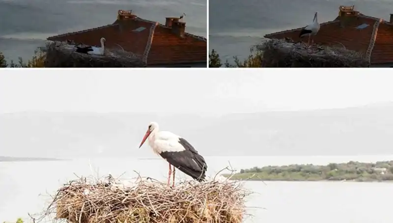 Yaren, Leylek Depremi Önceden Hissetti: Doğayı Anlama Yöntemleri