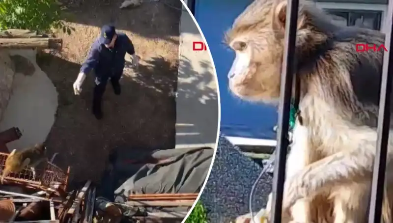 Muğla'da Şaşırtan Olay: Mahalledeki Maymun Kovalıyor!