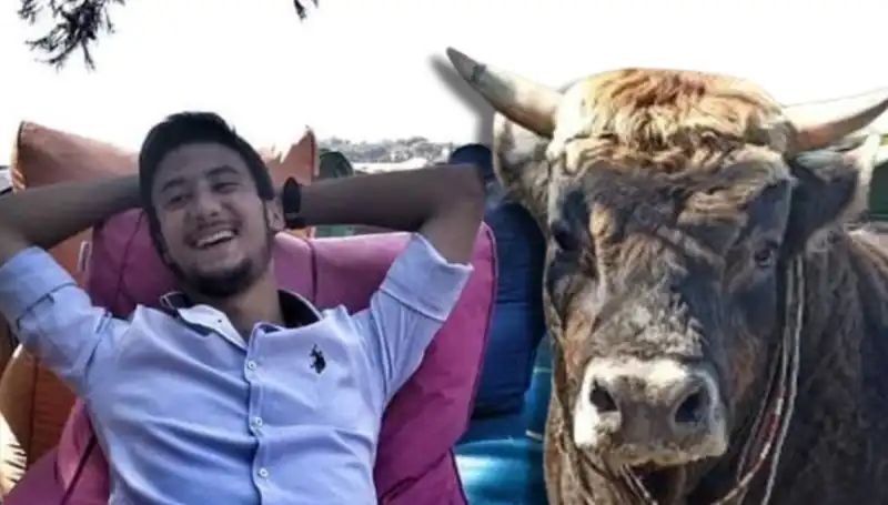 Aydın'da Feci Olay: Güreş Boğası Can Aldı!