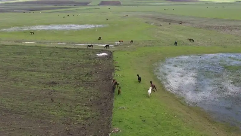 Kars'ın Yeşeren Doğasında Yılkı Atlarının Büyüleyici Görüntüleri
