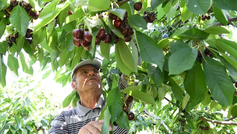 Lapseki Devi: Çay Bardağına Sığmayan Dev Ağaç