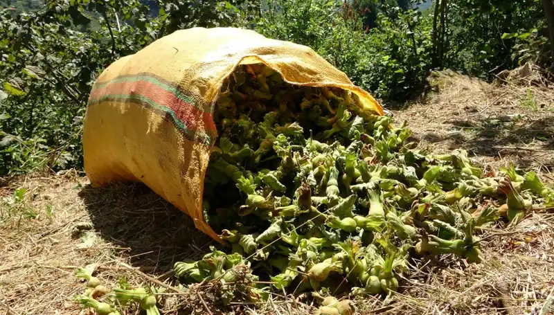 Giresun'da Fındık Hasadı: Üreticiler Umutlu ve Heyecanlı Bekleyişte