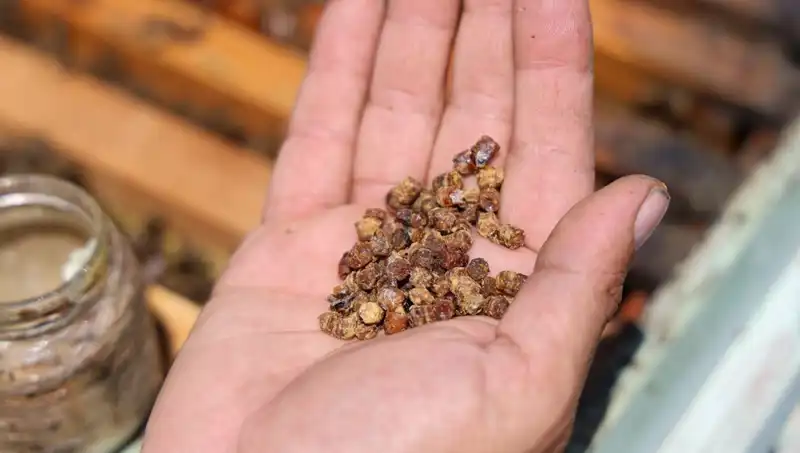 Eskiden Çöpe Atılan Besin, Şimdi Yüksek Fiyatlarla Pazarda