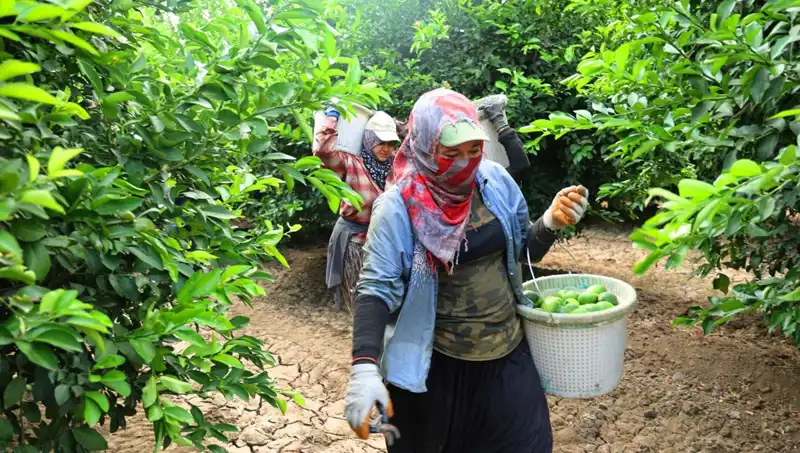 Markette Domates Fiyatları 150 Lirayı Aştı: Yeni Sezon Hasadı Başladı!