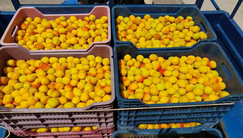 İlk Hasat Gerçekleşti: Taze Ürünler 500 TL’den Alıcı Buldu!