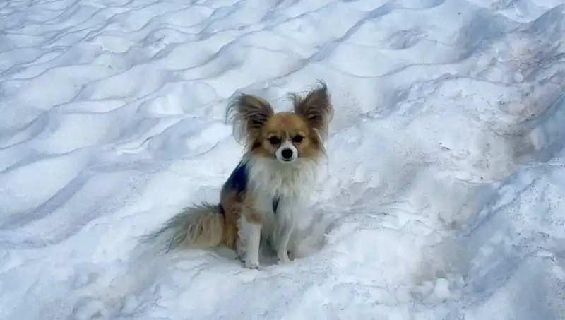 Buzul Yarığına Düşen Adamı Cesur Köpeği Nasıl Kurtardı?