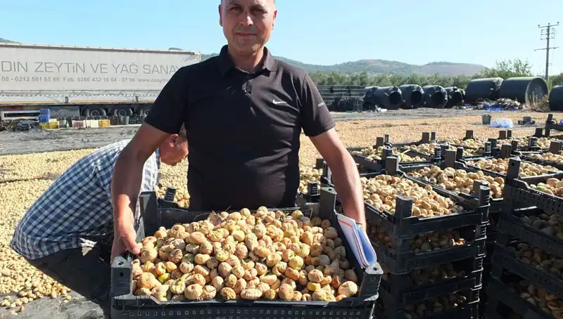 Balıkesir'de Verimli Hasat Dönemi: Çin ve Rusya'ya İhracat