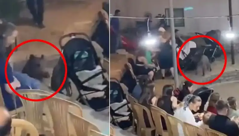 Düğün Törenine Gelen Yaban Domuzu Davetlileri Korkuttu