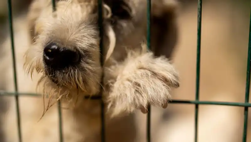 İş Stresi: Sadece İnsanları Değil, Köpekleri de Tehdit Ediyor