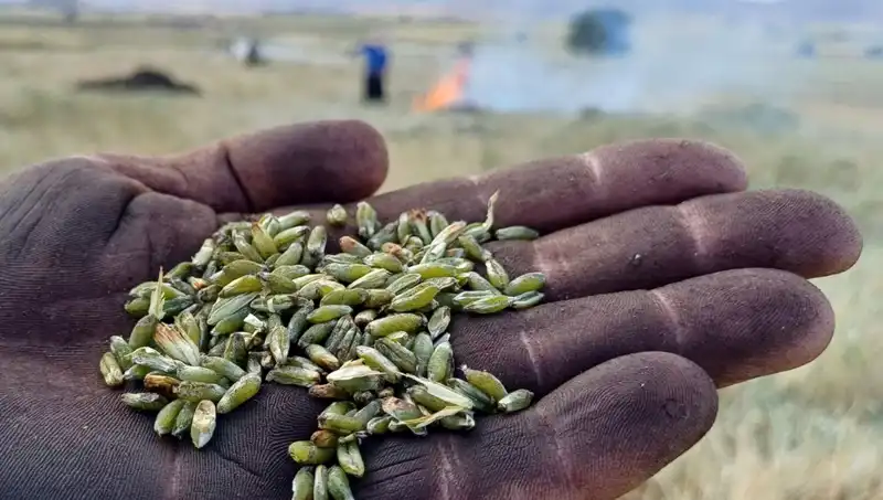 Firik Sezonu Başladı: Sağlıklı Beslenmede Fark Yaratacak Lezzetler