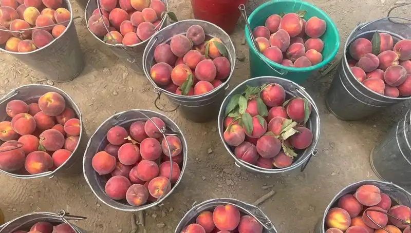 Hasat Zamanı: Çiftçiler Kilogramda 100 Lira Fiyattan Memnun!