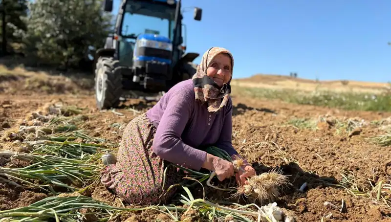 Selenyum Zengini Çiftlik: Tarlada Günlük 1.200 Liraya Satılıyor!