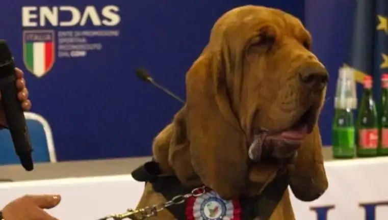 Arama Köpeğine Çivili Sosisle Suikast: Güvenlik İhlali Mi?