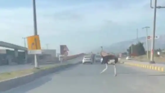 Trafikte Kaya Gibi Duran Deve Kuşu! Olay Yerinde Neler Oldu?