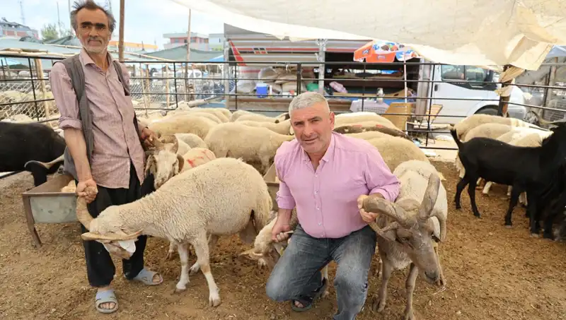 4 Boynuzlu Koçlar Kurban Pazarının En Çok İlgi Gören Hayvanları Oldu